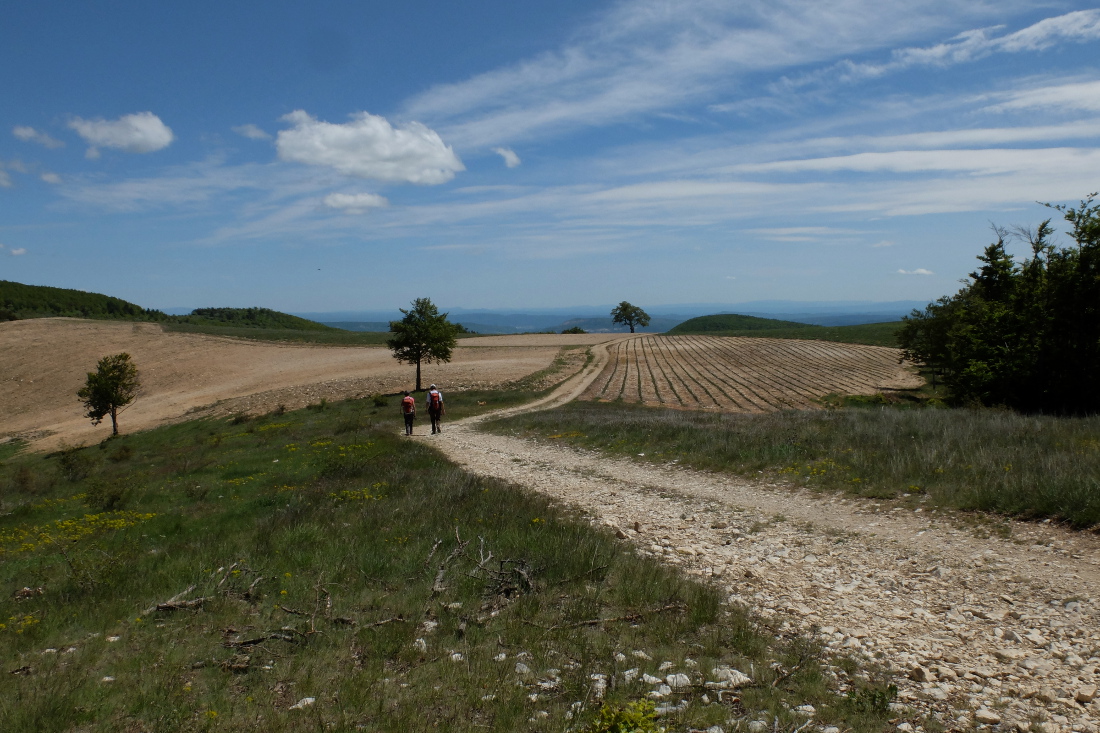 Au Contadour 4 Mai 2016 Culture de Lavande au Contadour