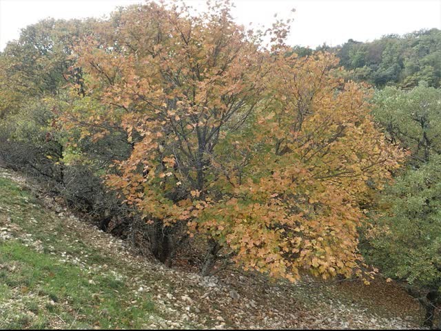 20221108 vitrollesluberon pasmarseille piedgros 28 1 