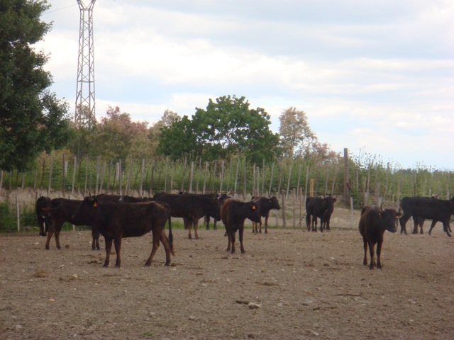 Camargue 16