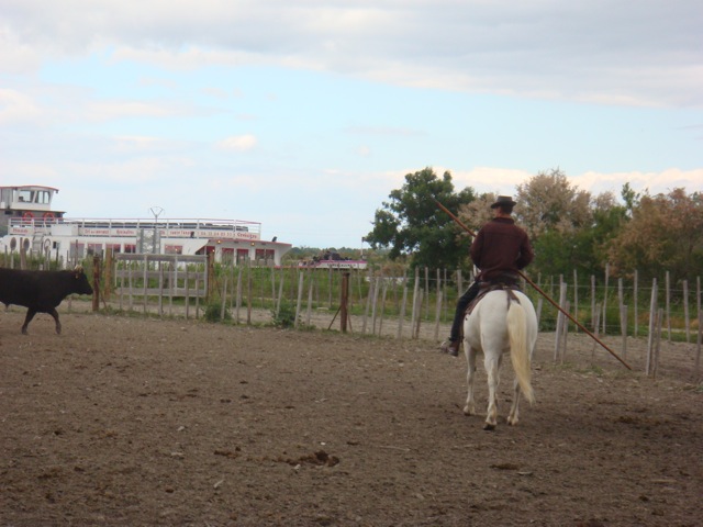 Camargue 17