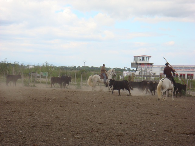 Camargue 18