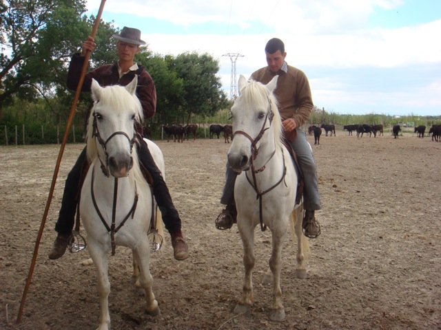 Camargue 19