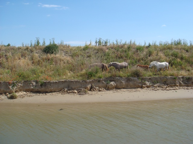 Camargue 4