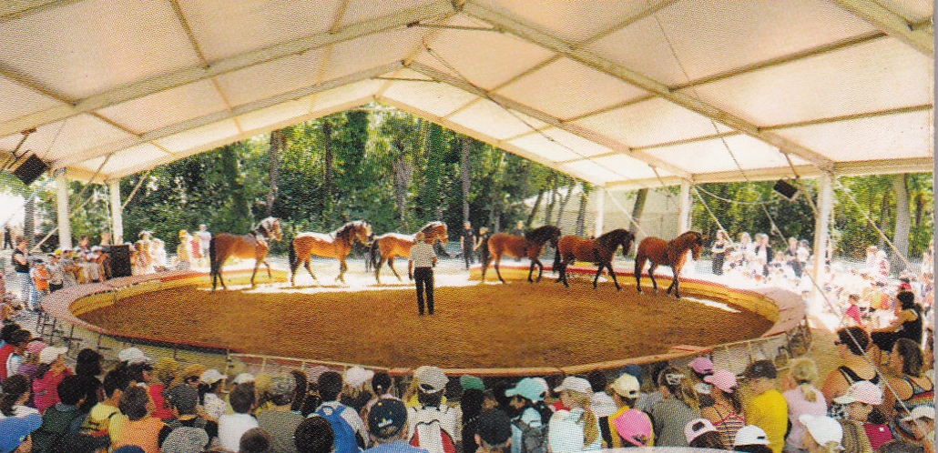 Dressage sous chapiteau