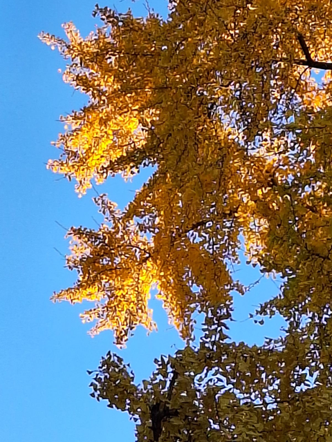 Couleur d automne à Montpellier