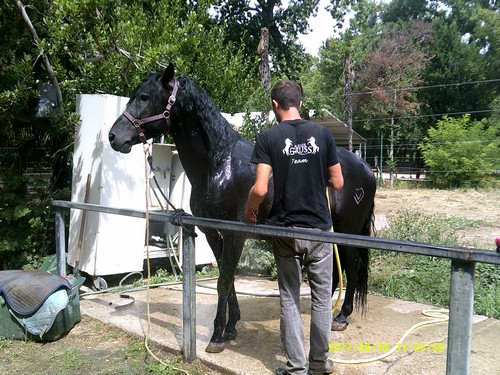 Gruss 2  Pansage du cheval