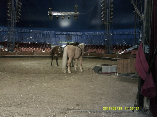 Gruss 5 stade préparatoire au show